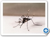 Aedes aegypti - Genilton Vieira/IOC