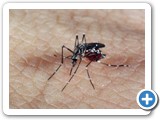 Aedes aegypti - Genilton Vieira/IOC