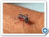 Aedes aegypti - Genilton Vieira/IOC