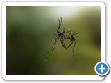 Aedes aegypti em modelo virtual - Leonardo Perim/IOC