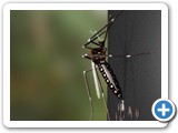 Aedes aegypti em modelo virtual - Leonardo Perim/IOC