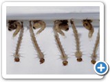 Larvas do Aedes aegypti - Genilton Vieira/IOC