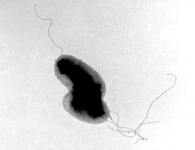 Bartonella sp.