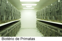 Primatas