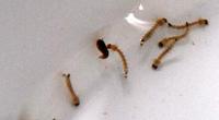  Larvas (amarelas) e pupas (marrons) de Aedes aegypti, cultivadas no LaboratÃ³rio de Transmissores de HematozoÃ¡rios do IOC 