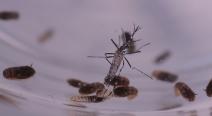Em destaque, mosquito Aedes aegypti, vetor de dengue, Zika e chikungunya. Ao fundo, pupas de Aedes, estágio anterior à fase alada do mosquito