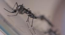 Mosquito Aedes aegypti, vetor de dengue, Zika e chikungunya 